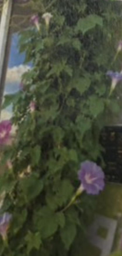 事業所で育てた朝顔の花
